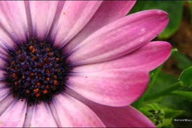 20+ Purple Flower Backgrounds