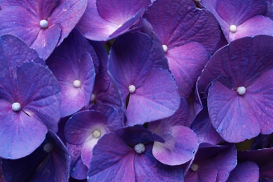 Purple Flowers Backgrounds HD Wallpapers