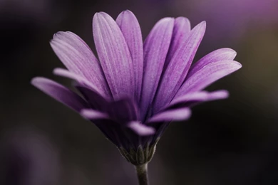 Dark Purple Flowers Backgrounds