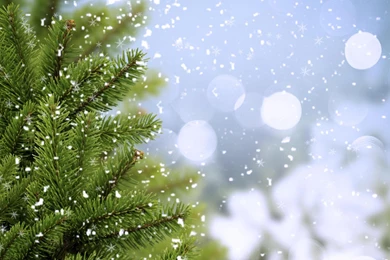 Snowflakes Wallpapers   (