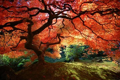 Wallpapers Hd Nature For Desktop 2013