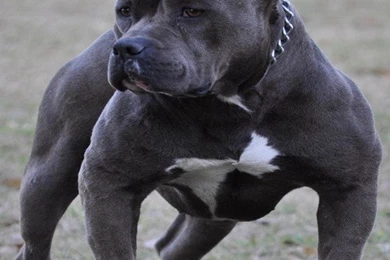 Top Ten Pit Bull HD Wallpapers Free Download