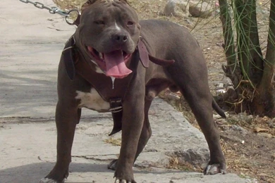 Pictures Of Pitbull Dogs Fighting   Wallpapers HD Fine