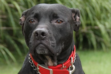 Pitbull, Dog, Awesome, New, Desktop, Wallpapers, In, Widescreen ...