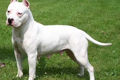 American, Pitbull, Terrier, Dog, High, Resolution, Hd, New ...