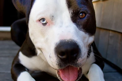 Pitbull Htc One Wallpapers   Best Htc One Wallpapers, Free And Easy ...