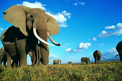 Elephant Desktop Backgrounds   Wallpapers Cave