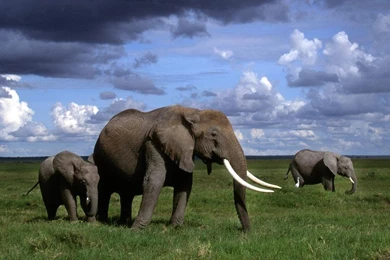 Indian Elephant Wallpapers