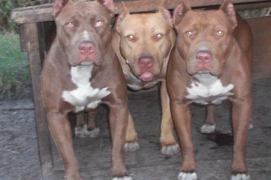 Pitbull Dog Red Nose High Resolution Picture   Dilshaddeyani.info