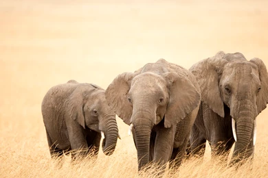 Free Download Wallpapers HD : Different Types Elephant High ...