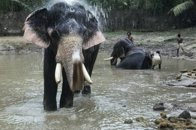 Cool Indian Elephant Wallpapers HD For Desktop . Best High ...