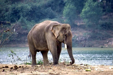 Elephant Wallpapers In HD