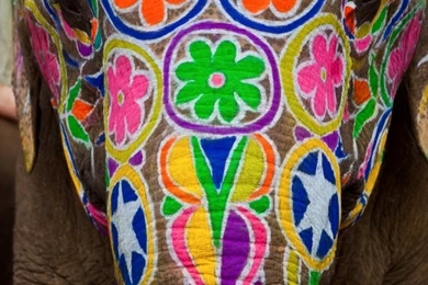 Painted Indian Elephant Wallpapers   Image