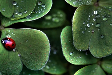 Free High Res Hd Wallpapers 3D