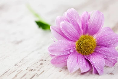 Pretty In Pink Wallpapers   Wallpapers Cave