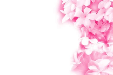 Pink Flowers Wallpapers Collection (39+)