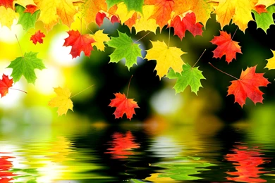HD Falling Autumn Leave In The Water Wallpapers Full HD Full Size ...