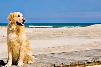 golden retriever season season golden retriever 4k wallpapers desktop background golden retriever season season golden retriever 4k wallpapers desktop background