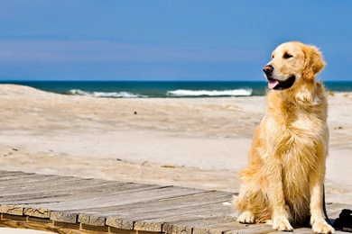 Golden Retriever Wallpapers   Wallpapers Cave