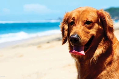 Golden Retriever Wallpapers 6/6