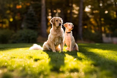 Golden Retriever Wallpapers HD