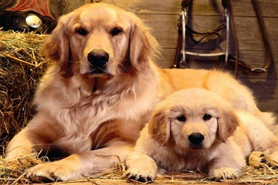 Golden Retriever Wallpapers   Android Apps On Google Play