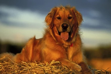 Golden Retriever Wallpapers