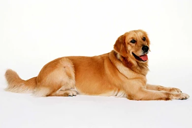 Golden Retriever Backgrounds   Wallpapers Cave