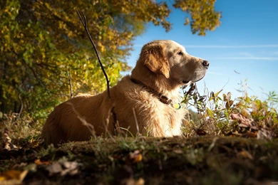 Excellent Golden Retriever Wallpapers