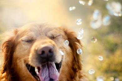 Golden Retriever Desktop Wallpapers   Wallpapers Zone