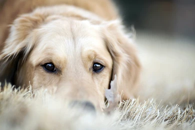 Magnificent Golden Retriever Wallpapers