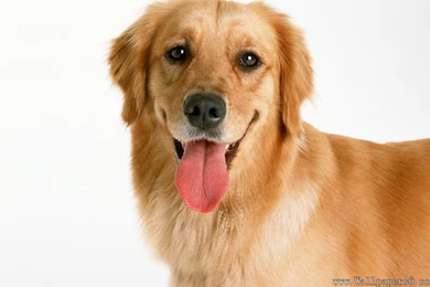 Golden Retriever － Animal Wallpapers   Free Download Wallpapers ...
