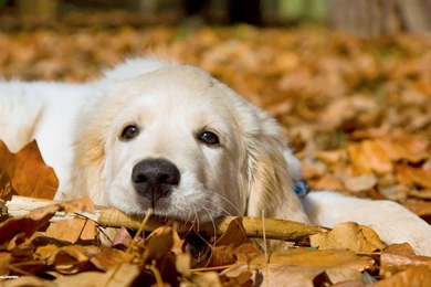 Golden Retriever Wallpapers 4/6