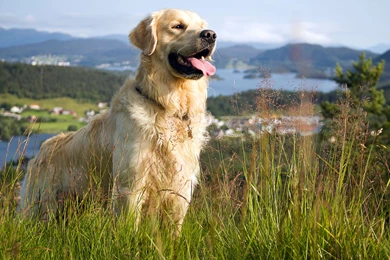 Golden Retriever 1920x1080 Wallpapers