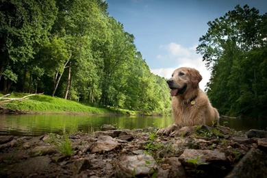 Animals Dogs Golden Retriever Wallpapers