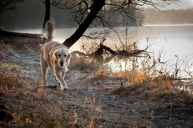Download The Lake Side Golden Retriever Wallpaper, Lake Side ...