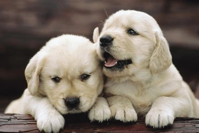 Golden Retrievers   Wallpapers   Android Apps On Google Play