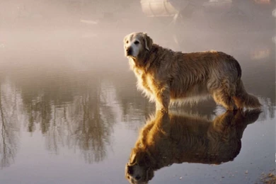 Golden Retriever Wallpapers For Free In HD