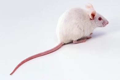 Beautiful Mice Pics And Wallpapers Free Download For Desktop