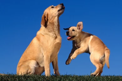 Golden Retriever Christmas Backgrounds 12 Free Hd Wallpapers ...