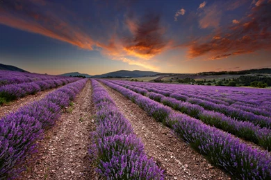 HD Purple Lavender Field Scenery Wallpapers HD 1080p Full Size ...