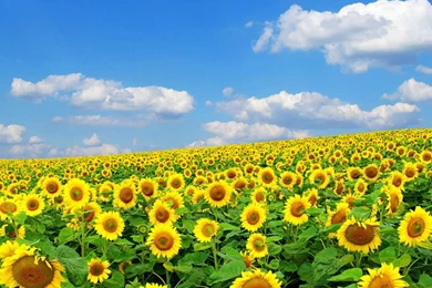 Spring Flowers Backgrounds Desktop   Wallpapers Cave