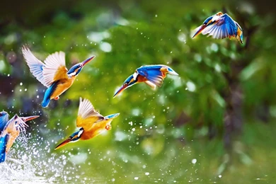 Beautiful, Birds, Flying, Widescreen, Full, Hd, Wallpaper, Free ...