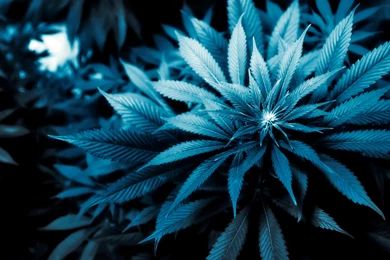 Weed Wallpaper Backgrounds L7 » HD Wallpapers