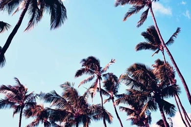 Palm Trees Tumblr Wallpapers   Danasrhp.top