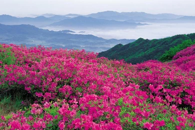 Flower Field Wallpapers   Wallpapers Cave