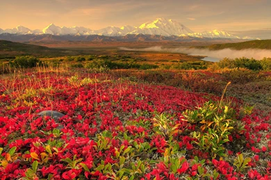 Red Flower Field Wallpapers High Definition