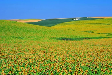 YouWall   Sun Flowers Fields Wallpapers   Wallpaper,wallpapers,free ...