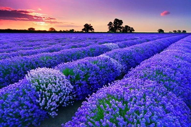 Flower Fields   (