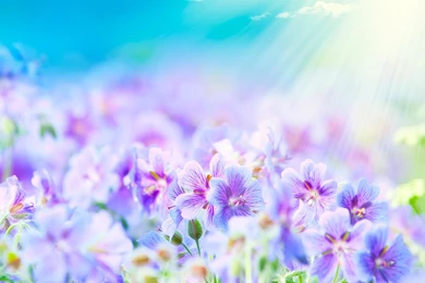 Flower Fields And Sun Rays Wallpapers HD Download